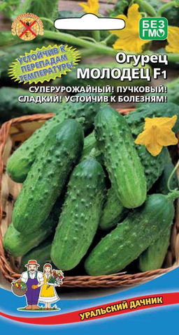 Огурец МОЛОДЕЦ F1 Устойчив к перепадам температуры! Суперурожайный! Пучковый! Сладкий! Устойчив к болезням!