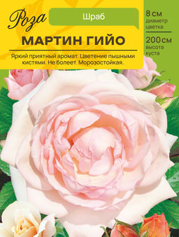 Роза Мартин Гийо (Шраб) С ЦВ.НАКЛЕЙКОЙ 1шт