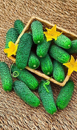 Огурец БОДРЫЙ ХРУСТЯЧОК F1 Очень ранний! Надёжный! Жаростойкий! Устойчив к болезням!