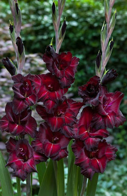 ГЛАДИОЛУС Блэк Джек Разбор 10/12 Кол-во упак., шт 10