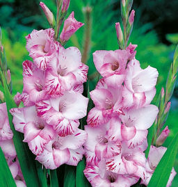 ГЛАДИОЛУС Май Лов Разбор 10/12 Кол-во упак., шт 10