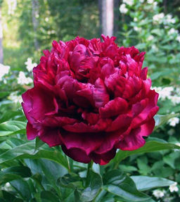 ПИОН Хайлайт Разбор 2/3 n Кол-во упак., шт 1