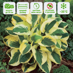 Хоста Брим Кап