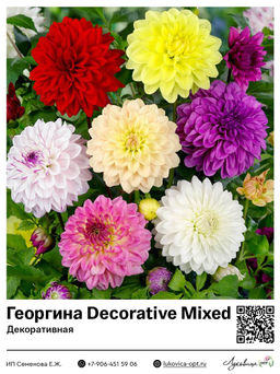Георгина Decorative Mixed (Декоративная)