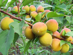 Абрикос Лучший Мичуринский