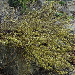 Ива ползучая Грин Карпет С5