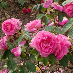 Роза Моден Сентенниал