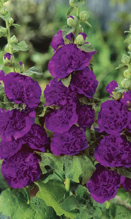 Мальва ШАТЕР ФИОЛЕТОВАЯ  Гигантские кисти махровых цветков!