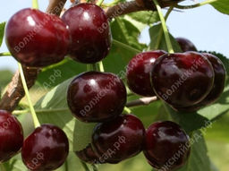 26377614e31576dab0ce65a49c934119ecuw7rwhqm03rrnug