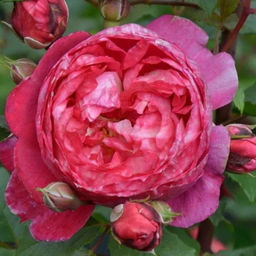 Роза Кредит Матюэль (Шраб) 1шт