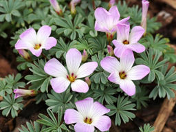 Оксалис железистолистный - Долина роз фото 5