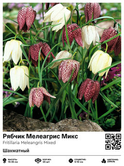 Рябчик Meleangris mixed (Шахматный) - Голландские луковицы фото 2