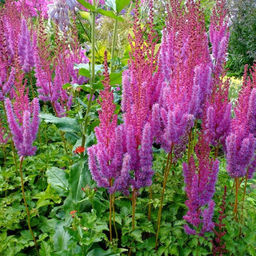 Астильба Арендса Аметист 2 года ЗКС тара 2л