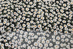 Штапель Цветочная россыпь на черном (оливковые листочки), ш.1.45м, вискоза-100%, 100гр/м.кв - Купава фото 6