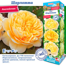 Роза Шарлотта (Английская) 1шт