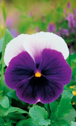 Виола ЛОРД БИКОНСФИЛД