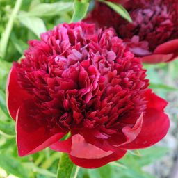 ПИОН Рэд Мэджик Разбор 2/3 n Кол-во упак., шт 1