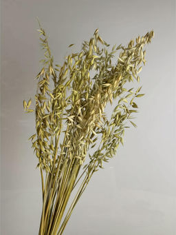 Овес натуральный, пучок 80г, 60 колосьев, h 60-70см
