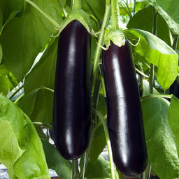 5129D Баклажан Халиф 5шт
