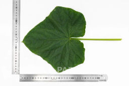 Огурец партенокарпический Меренга - Партнер фото 8