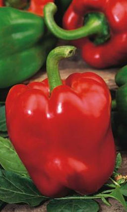 Перец РУССКИЙ ДЕЛИКАТЕС Обильное плодоношение! Великолепный вкус! Высокая устойчивость к болезням!