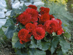 Бегония махровая красная (Double Red)