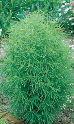 Кохия ЛЕТНИЙ КИПР