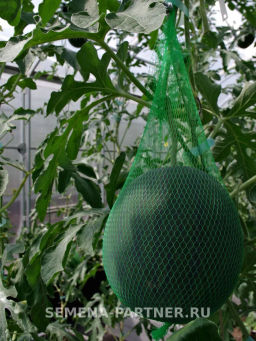 Арбуз Динамит - Партнер фото 4