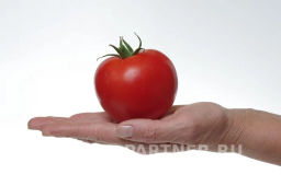Томат Софа - Партнер фото 4