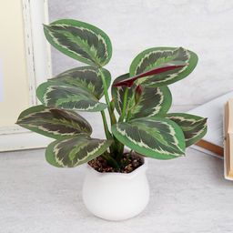 Цветочная композиция Калатея 27 см / SL-6 /уп 48/ - Галеонтрейд фото 8