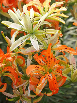 Лилия Must See (Азиатский гибрид, махровый) - Голландские луковицы фото 2