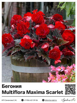 Бегония Multiflora Maxima Scarlet