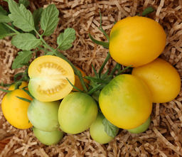 Томат ЗОЛОТАЯ ДОЛИНА  В вашей теплице будет настоящая золотая долина из вкусных помидор! В каждой кисти по 10 плодов! Пригоден для хранения! - Уральский дачник фото 3