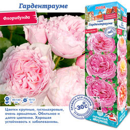 Роза Гардентрауме (Флорибунда) 1шт