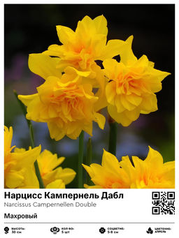 Нарцисс Кампернель Дабл (Жонкилья, махровый)