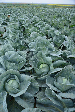 Капуста белокочанная Герцогиня F1(А) (ЦВ) 0,2гр.