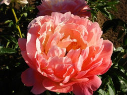 ПИОН Корал Суприм Разбор 2/3 n Кол-во упак., шт 1