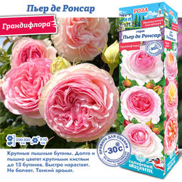 Роза Пьер де Ронсар (Грандифлора) 1шт