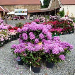 Рододендрон Пинк Пурпл Дрим - Долина роз фото 3