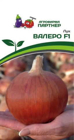 Лук репчатый Валеро