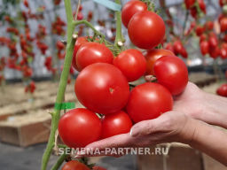 Томат Джаз - Партнер фото 3