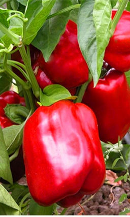Перец КАЛИФОРНИЯ ВОНДЕР РЕД Высокая урожайность и товарность! Хорош для фаршировок и на лечо!