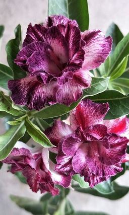 Адениум тучный ВИОЛЕТ