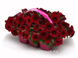 Петуния Изи Вэйв Ред Велюр каскадно-ампельная - Партнер фото 4