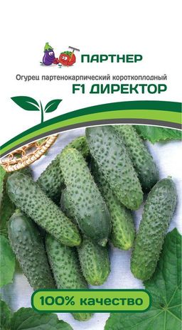 Огурец партенокарпический Директор