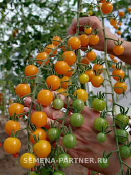 Томат Дори - Партнер фото 3