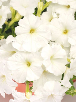 Петуния Зацветёт Short Сноу Блум многоцветковая каскадная - Партнер фото 4