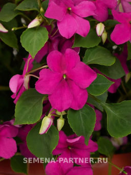 Бальзамин Уоллера крупноцветковый Вайлет Сенсейшн - Партнер фото 2