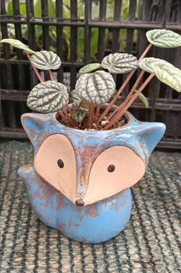 Пеперомия Бурбелла в керамическом кашпо Лисичка3