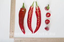 Перец острый Эдвин - Партнер фото 5